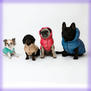 Outfit: La collezione di I Love My Dogs la trovi da Mon Petit Boutique